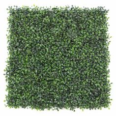 a square shaped boxwood panel with green leaves on the top and bottom, isolated against a white background