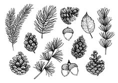 hand drawn pine cones, leaves and acorns on white background with text forest collection