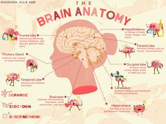 the human brain is labeled in many different languages, including words and pictures on it