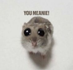 a hamster with the caption you meanie on it's face and eyes