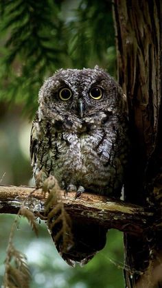 an owl sitting on top of a tree branch