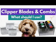 a dog with its mouth open next to clippers and combs