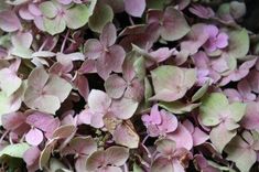 purple flowers with green leaves are in the foreground and on the right side of the frame