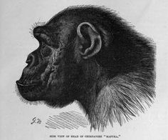 a black and white drawing of a monkey's head