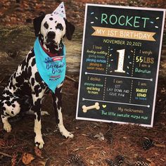 a dalmatian dog sitting next to a sign with his first birthday written on it