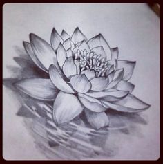 a drawing of a lotus flower on paper with water in the foreground and text that reads, i am not sure what this is