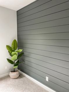 a potted plant sitting in front of a gray wall with horizontal lines on it