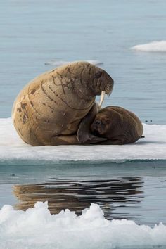 two walpopos sitting on top of an ice floet