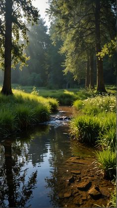 a stream running through a lush green forest filled with lots of tall grass and trees