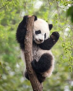 a panda bear is climbing up a tree branch with his paw on the limb and looking at the camera