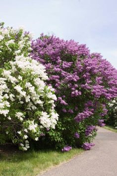 purple and white flowers line the side of a road