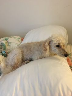 a white dog laying on top of pillows