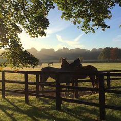 three horses are standing in the grass behind a wooden fence with sunlight shining on them