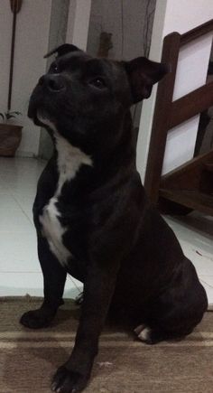 a black and white dog sitting on the floor