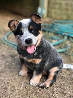 a small black and brown dog sitting on the ground