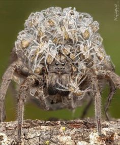 a large spider sitting on top of a tree branch