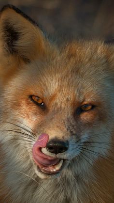 an orange fox with its tongue hanging out