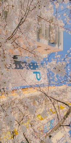 the trees are blooming with white flowers and blue sky in the backround