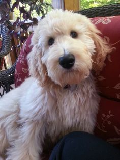 a white dog sitting on top of a red couch