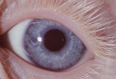 an eye is shown in this close up photo