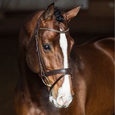 a brown and white horse standing in a barn