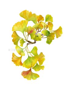 yellow and green leaves on a branch against a white background, watercolor drawing or ink