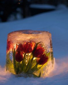 some red flowers are in an ice cube with water on the top and snow around them