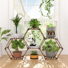 several houseplants are arranged in hexagonal pots on a table near a window