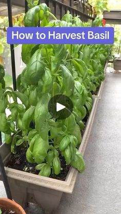 a row of plants with the words how to harvest basil in blue overlays