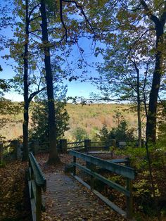 a wooden walkway in the middle of a forest with lots of leaves on the ground