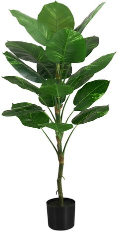 a large green plant in a black pot