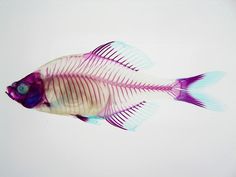 a fish that is purple and white with some pink stripes on it's side