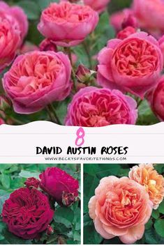 pink and red flowers with the title 8 david austin roses