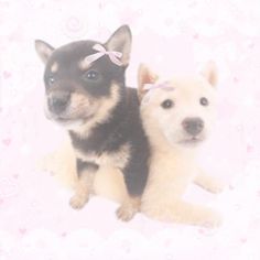 two small dogs sitting next to each other on a white background with hearts and bows