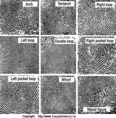 four different types of fingerprints in black and white, each with an interesting pattern