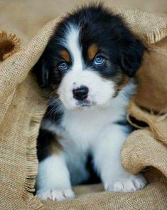 a puppy is sitting in a sack on the floor