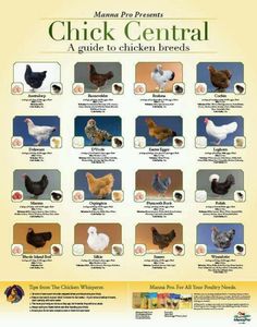 a poster with pictures of chickens and their names in different languages, including the words chicken central