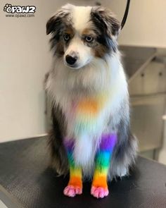 a dog with multicolored fur sitting on top of a table