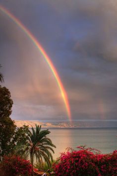 a double rainbow over the ocean with palm trees in the foreground and mountains in the background