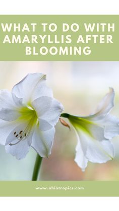 two white flowers with the words, what to do with amaryllis after blooming