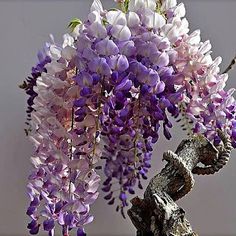 a vase filled with purple and white flowers on top of a wooden table next to a wall