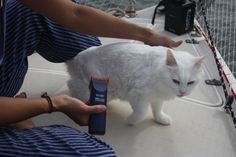 a white cat standing on top of a boat next to a person's hand