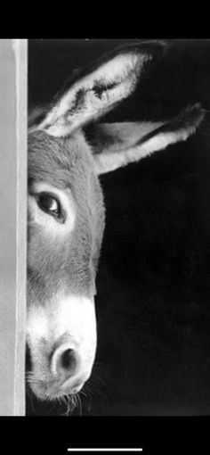 an old photo of a donkey peeking out from behind a wall with the caption that reads, what do you think?