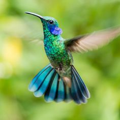 a hummingbird is flying in the air with its wings spread out and it's beak