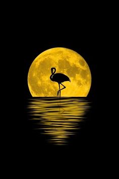 a flamingo standing in the water under a full moon