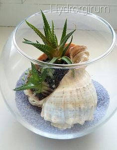 a glass bowl filled with sea shells and succulents