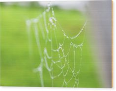 dew covered spider web in the grass wood print