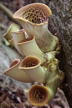 a group of mushrooms growing on the side of a tree