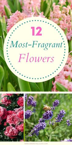 flowers with the words 12 most - fragrantt flowers on it and pictures of them