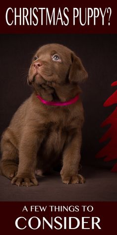 a brown puppy sitting in front of a christmas tree with the words, what do you think